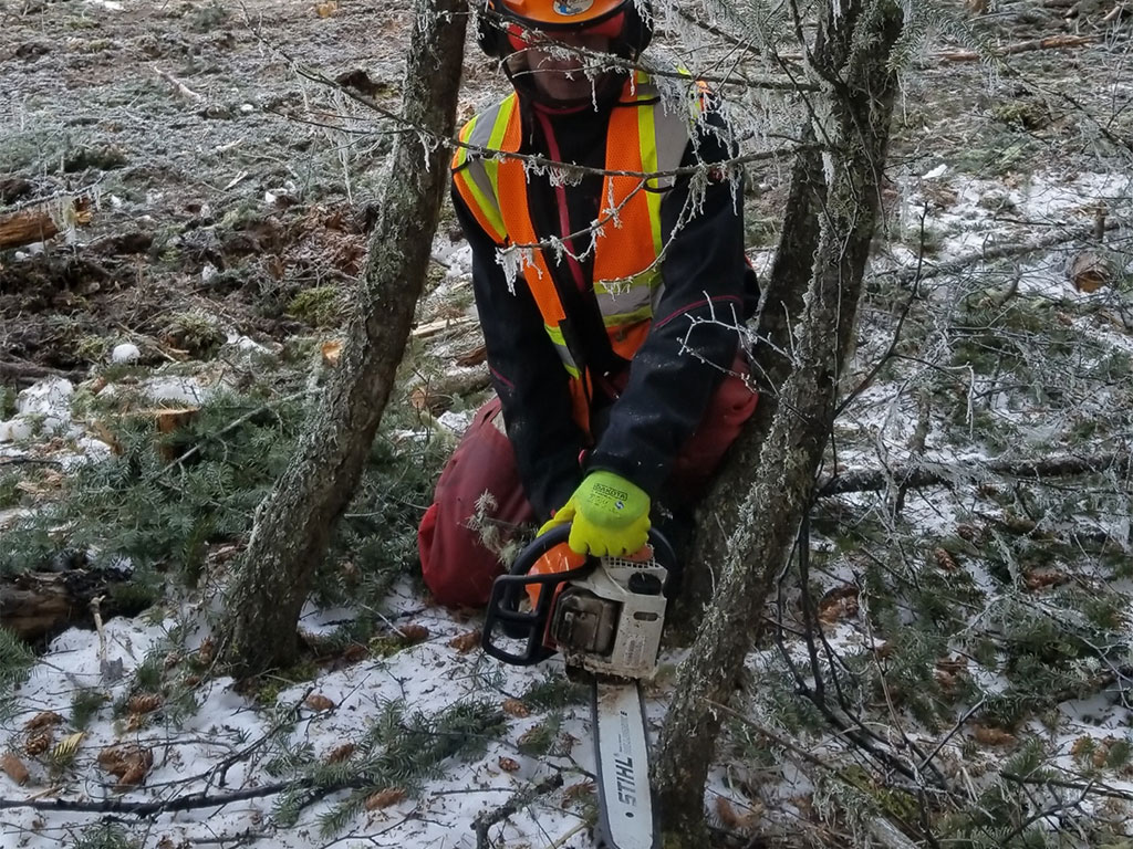 Crew member cutting down small tree