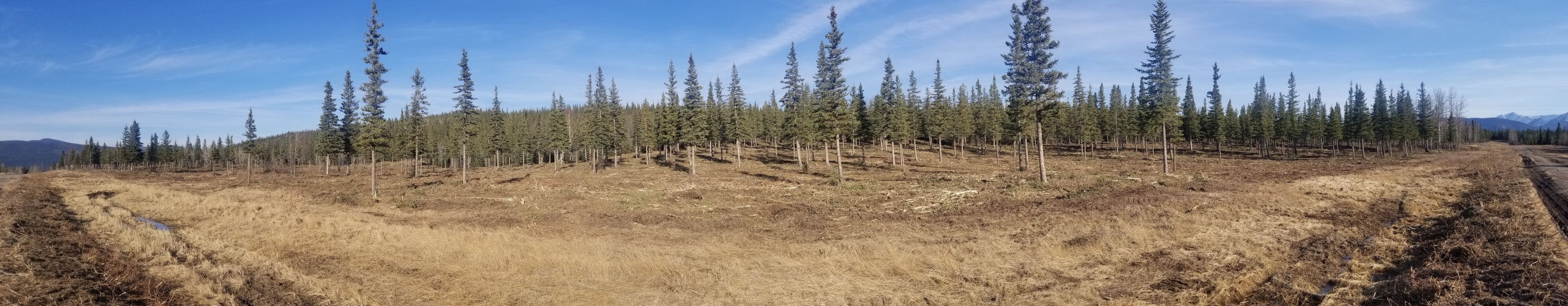 Finished product. Completed FireSmart fuel breaks that encircle the community of Hinton, Alberta. These projects were completed by Spectrum in the winter of 2019/2020.