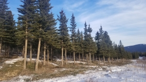 Spectrum Operational Fuel Management in Hinton, Alberta